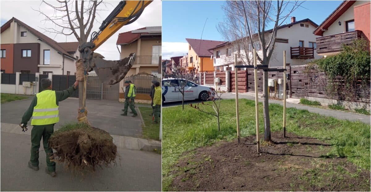 Primăria Sibiu salvează copacii de pe strada Marburg prin transplantare