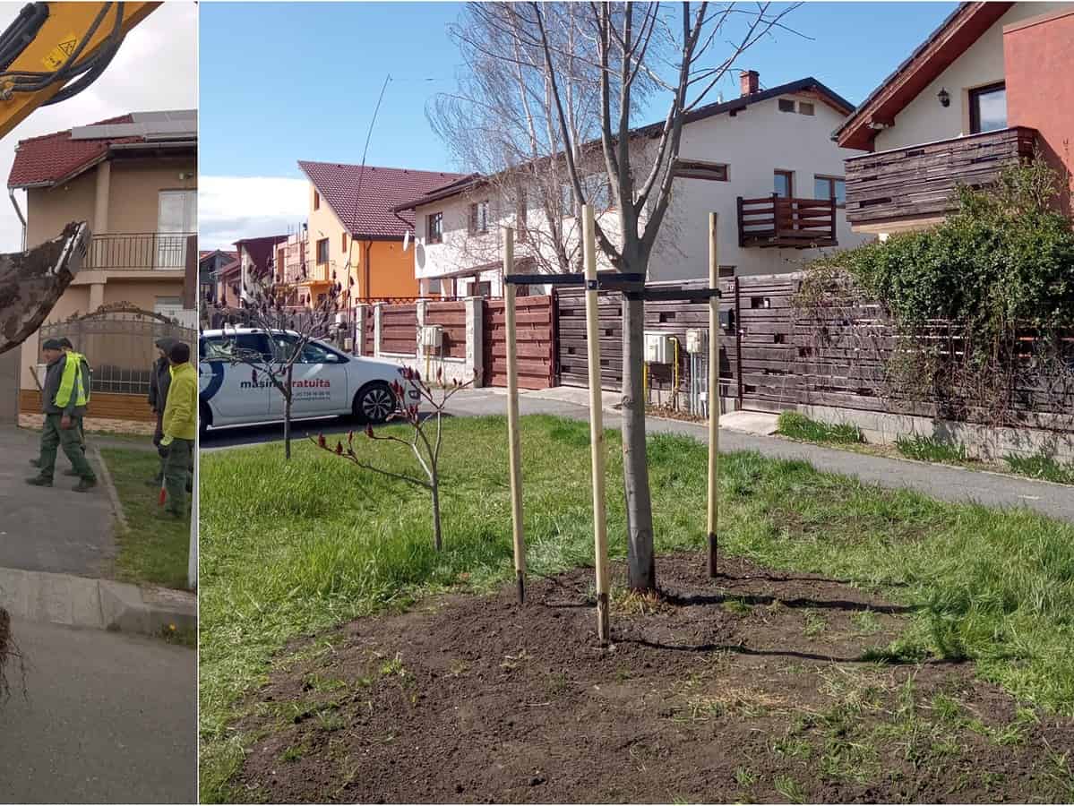 Primăria Sibiu salvează copacii de pe strada Marburg prin transplantare