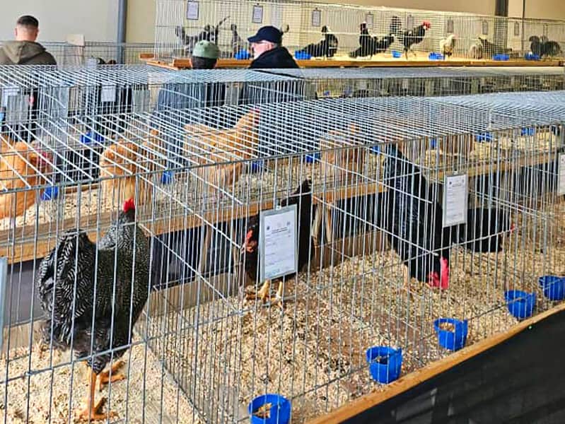 Găinile Araucana şi iepurii uriaşi, vedetele Expoziţiei de Păsări şi Animale Mici, de la Sibiu