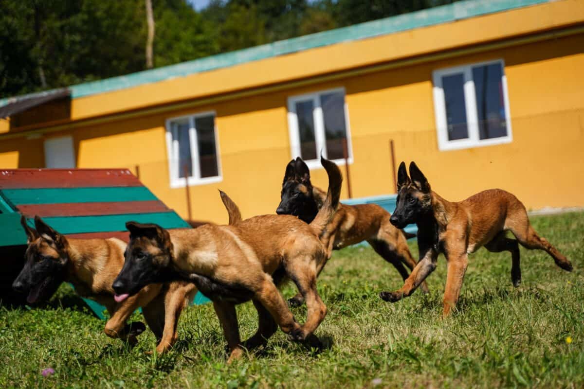 centrul chinologic sibiu vrea să cumpere 16 femele din rasa de câini ciobănești germani