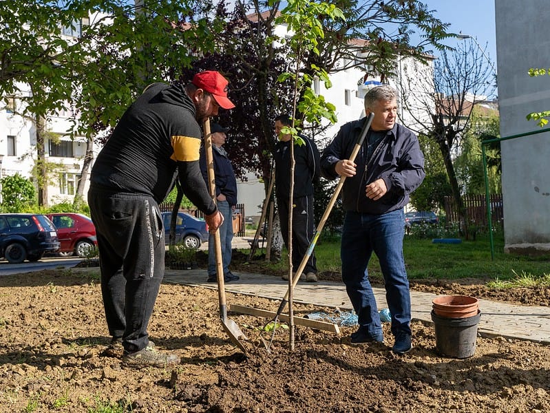 lucrări de refacere a zonelor verzi în municipiul mediaș (foto video)