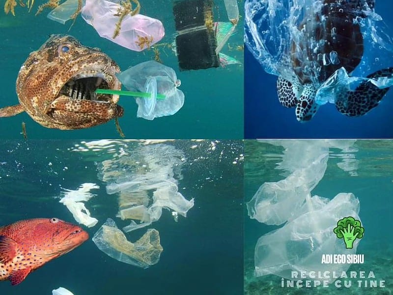 reciclarea plasticului: ce tipuri putem recicla și idei creative pentru refolosire