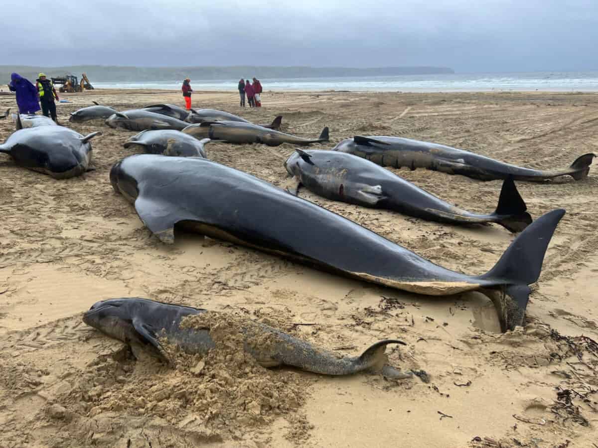 Fenomen îngrijorător în Australia. Țărmul a fost împânzit de balene găsite fără suflare (Video)