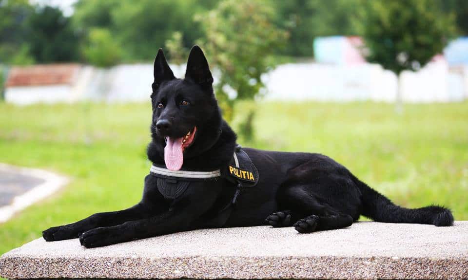 Cel mai celebru câine polițist din România se antrenează la Sibiu. ”Este foarte bine, este la fel de frumos, la fel de inteligent”