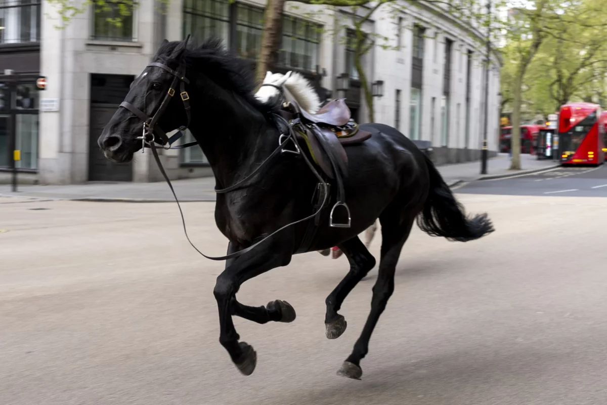 Caii de cavalerie au luat-o razna în centrul Londrei. Mai multe persoane au fost rănite