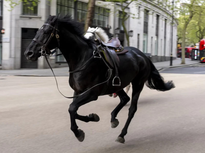 caii de cavalerie au luat-o razna în centrul londrei. mai multe persoane au fost rănite