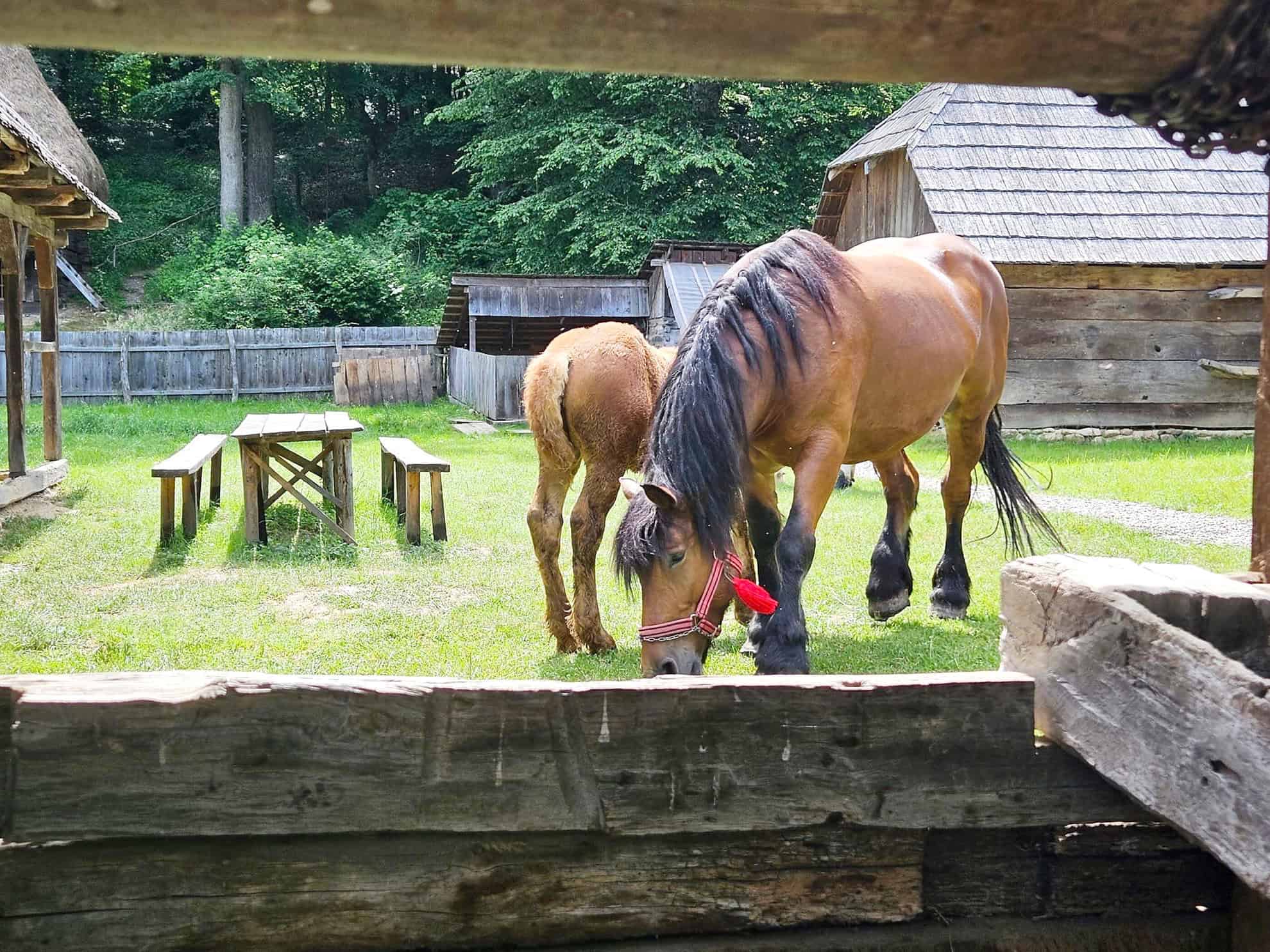 Animalele din gospodăriile Muzeului Astra din Sibiu. Iepuraşii şi castorii, noile vedete