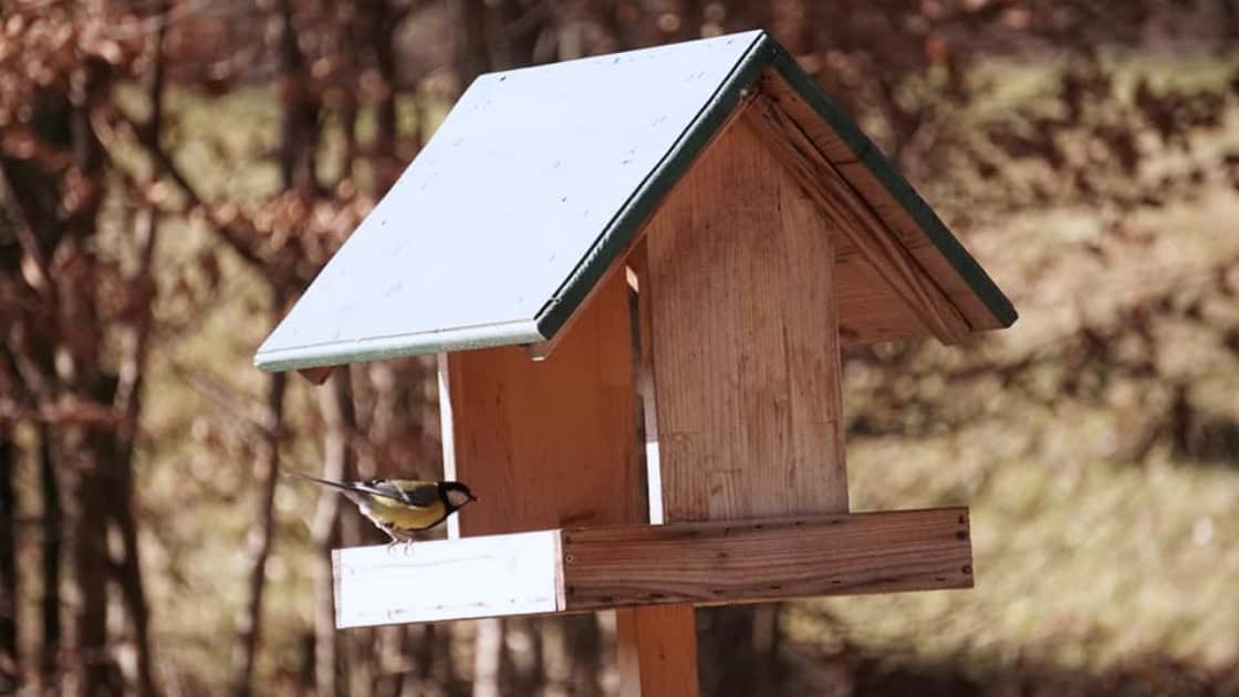 Animalele din gospodăriile Muzeului Astra din Sibiu. Iepuraşii şi castorii, noile vedete