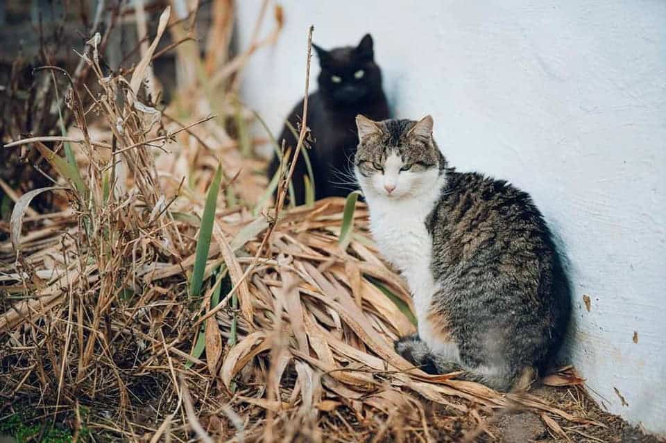 Animalele din gospodăriile Muzeului Astra din Sibiu. Iepuraşii şi castorii, noile vedete