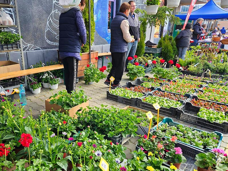 explozie de petunii şi muşcate în pieţe, florile preferatele ale sibienilor. liliacul, înflorit mai devreme