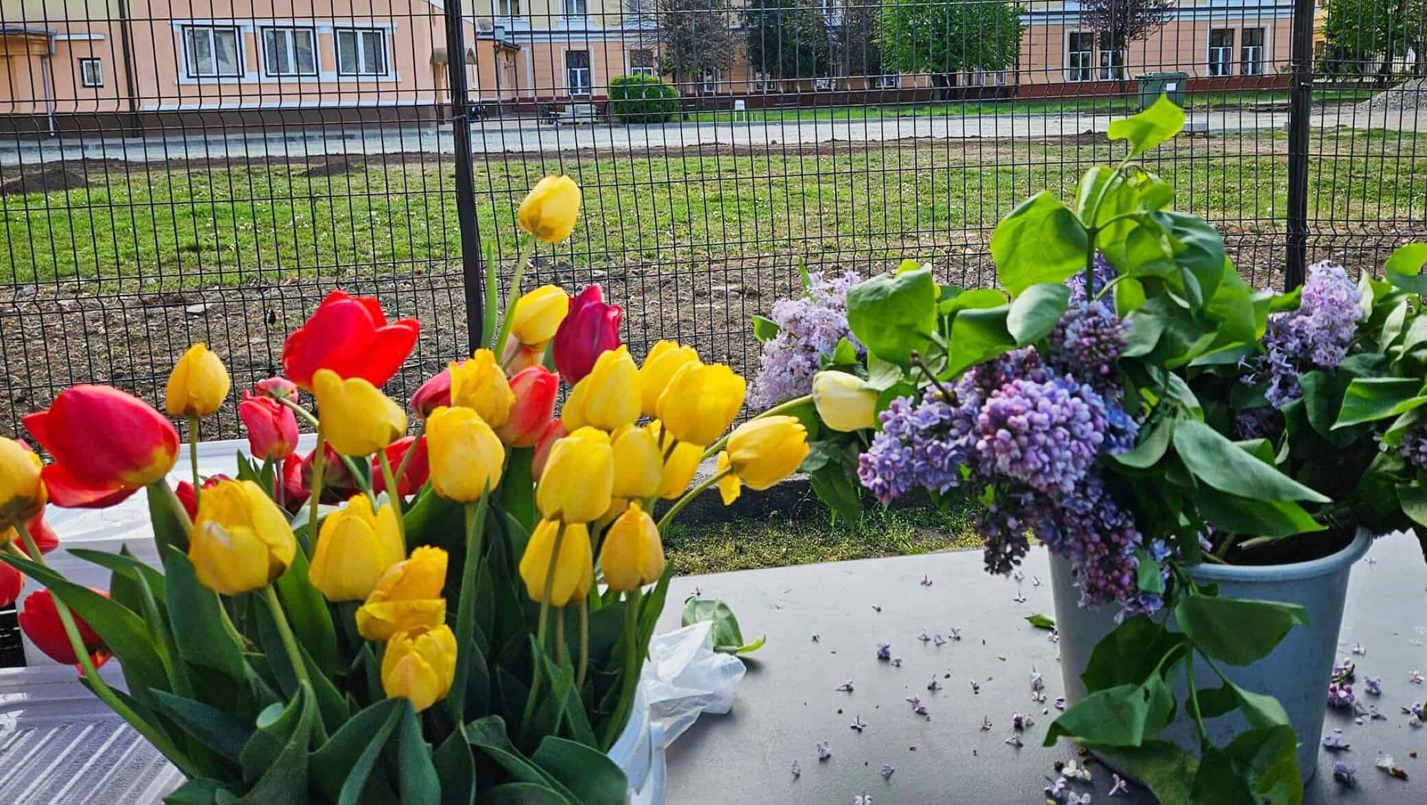 Explozie de petunii şi muşcate în pieţe, florile preferatele ale sibienilor. Liliacul, înflorit mai devreme