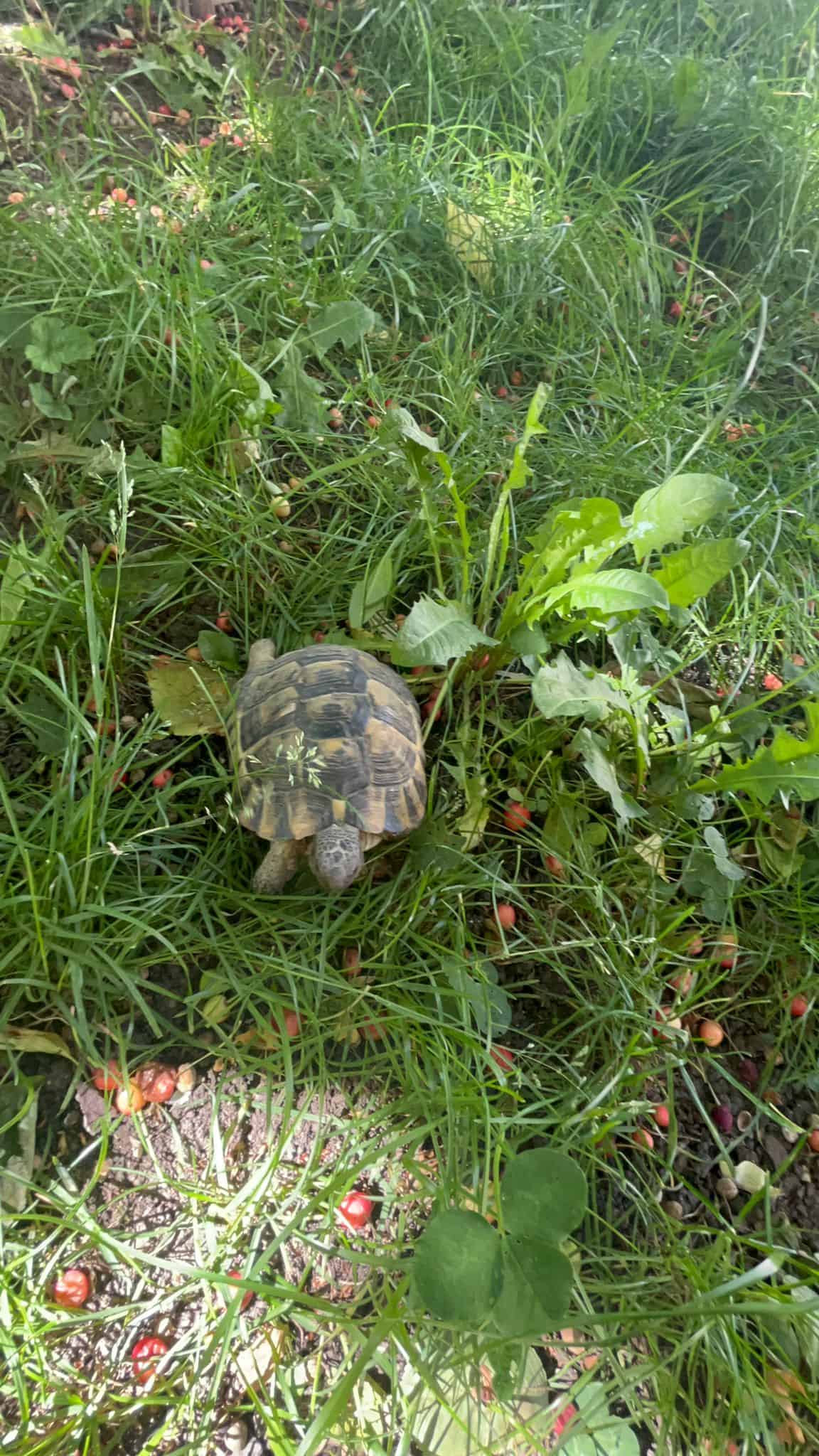 George și Carina, medicii din Sibiu care salvează broaște țestoase abandonate (foto video)