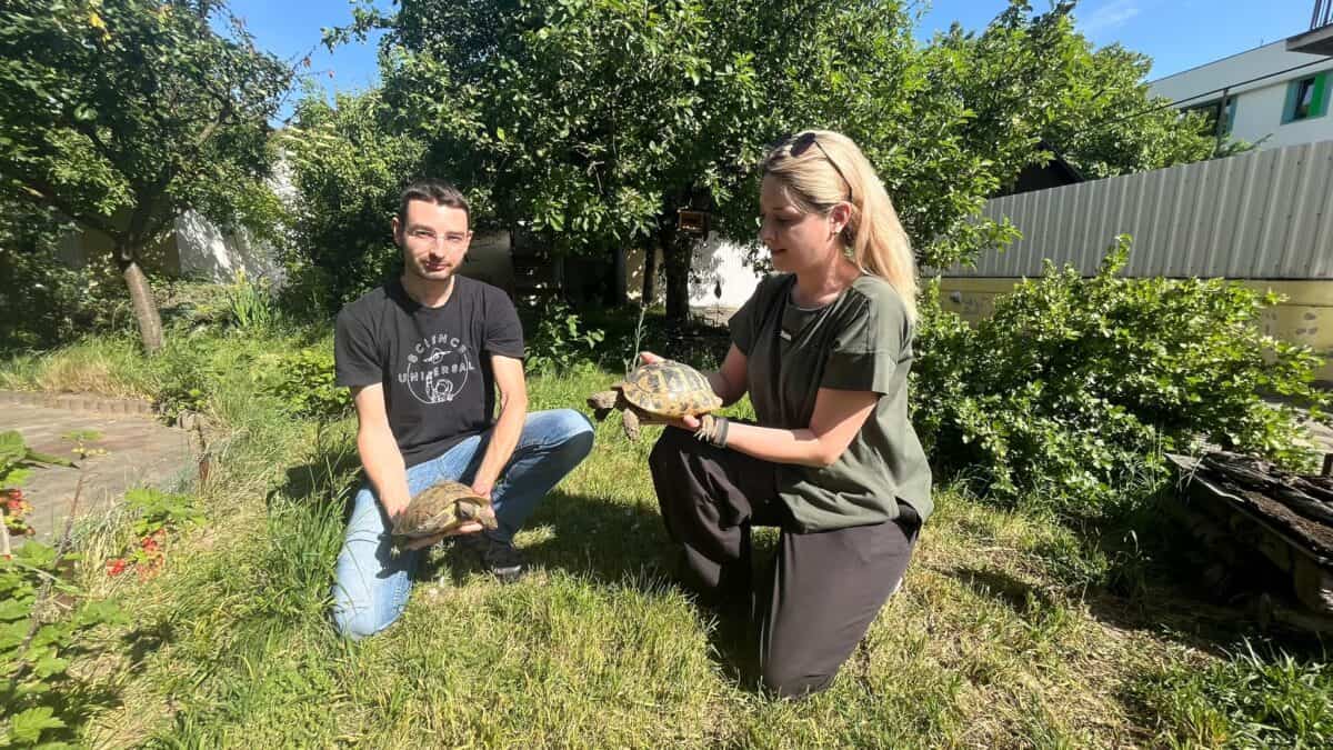 George și Carina, medicii din Sibiu care salvează broaște țestoase abandonate (foto video)