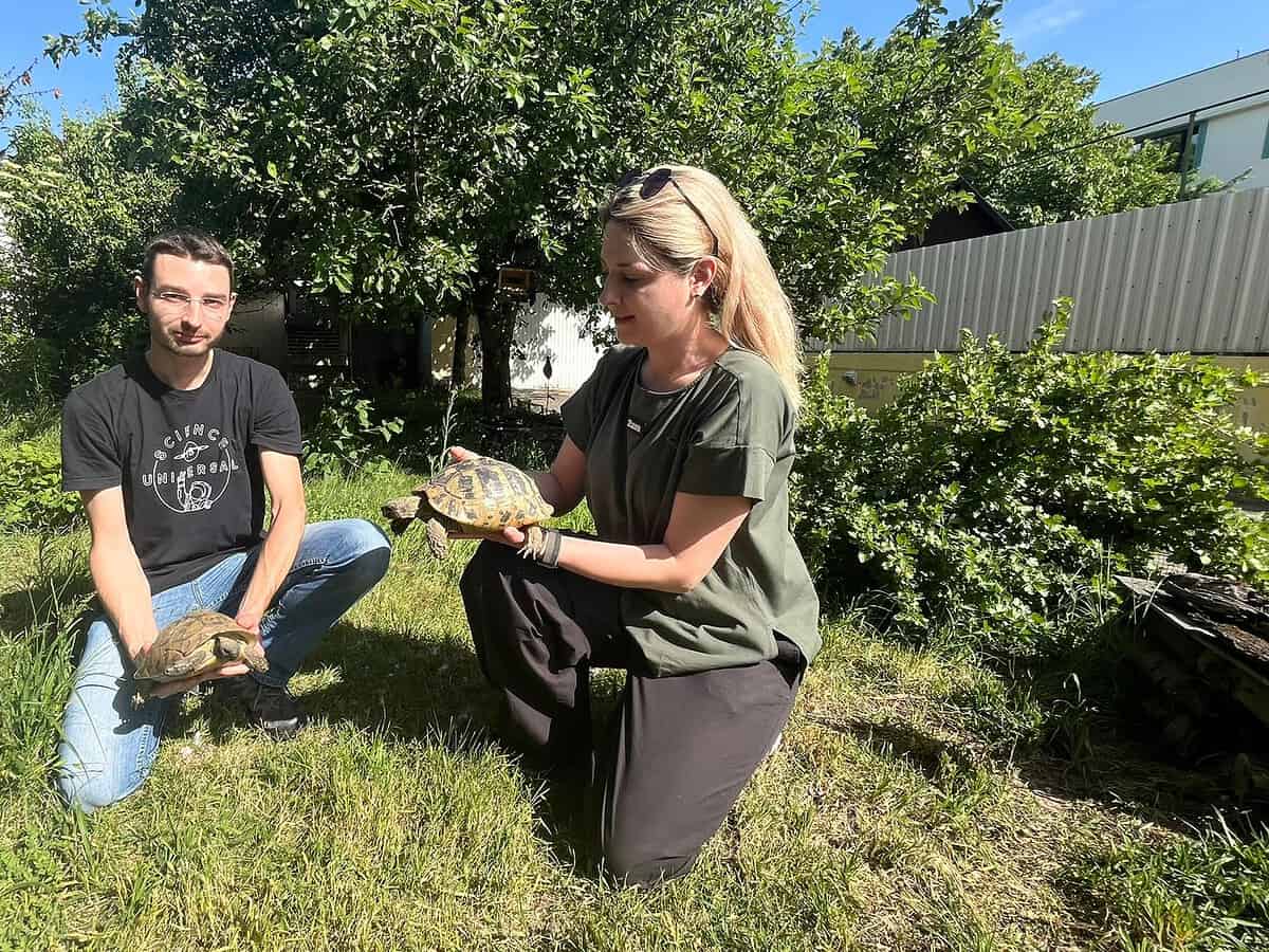 George și Carina, medicii din Sibiu care salvează broaște țestoase abandonate (foto video)