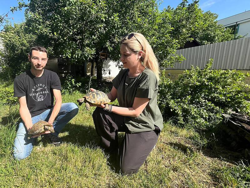 george și carina, medicii din sibiu care salvează broaște țestoase abandonate (foto video)