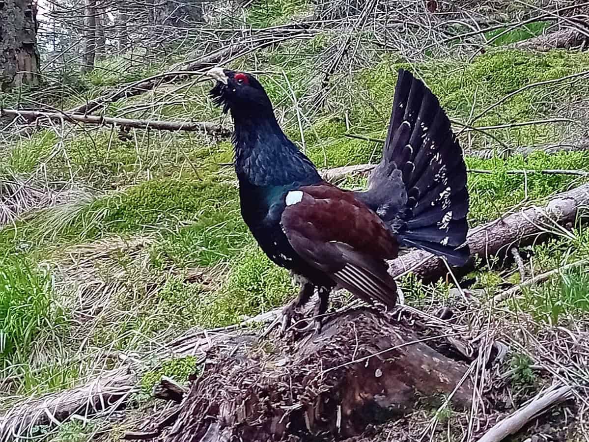 Cocoș de munte surprins de un fotograf în Munții Făgăraș(foto video)