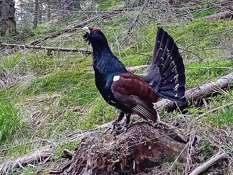 cocoș de munte surprins de un fotograf în munții făgăraș(foto video)