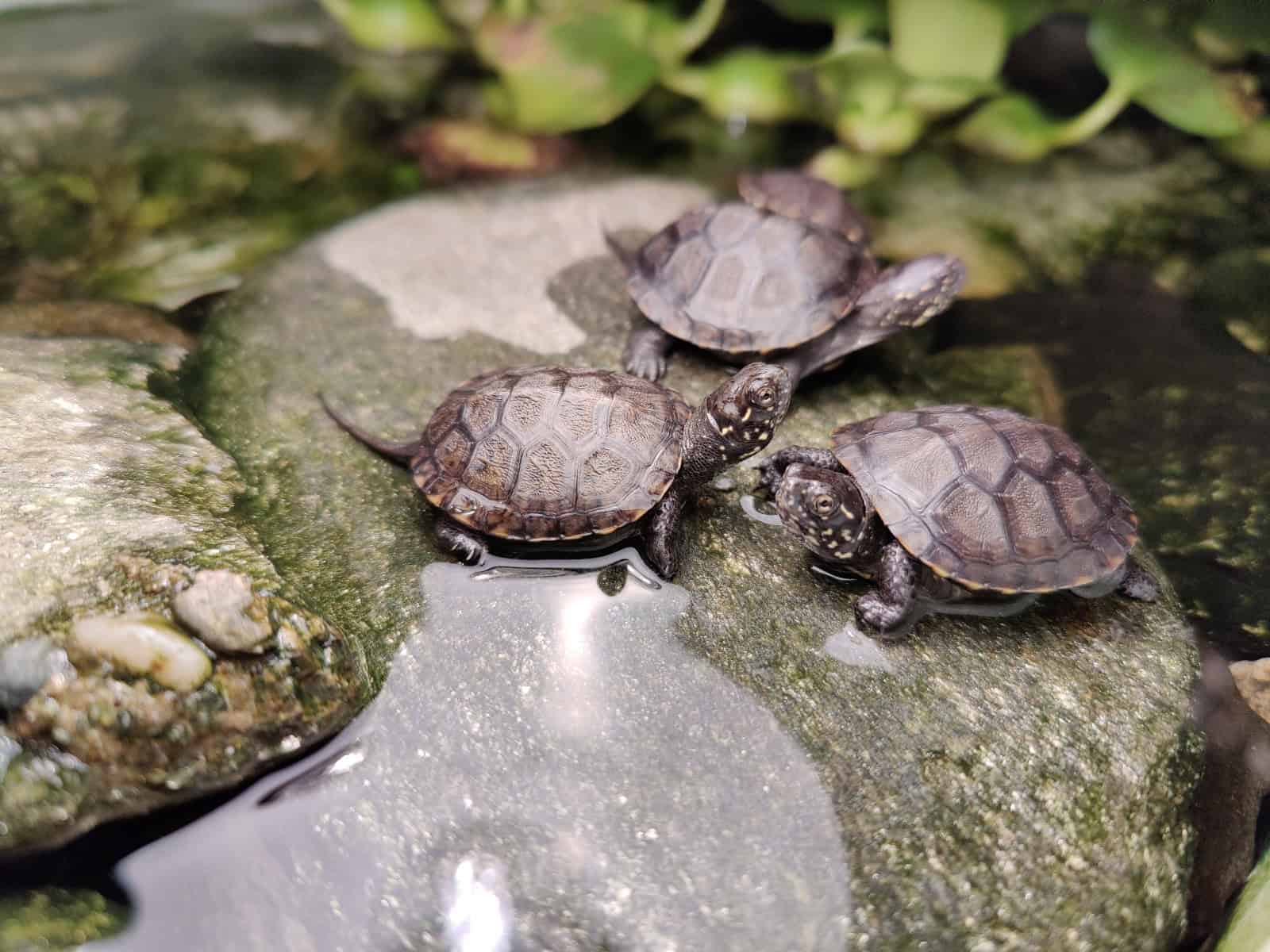 George și Carina, medicii din Sibiu care salvează broaște țestoase abandonate (foto video)