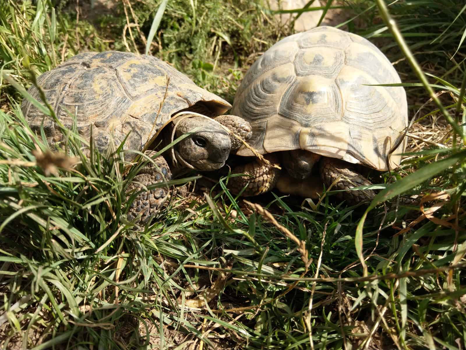 George și Carina, medicii din Sibiu care salvează broaște țestoase abandonate (foto video)