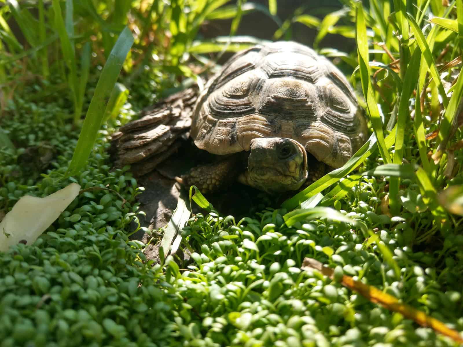 George și Carina, medicii din Sibiu care salvează broaște țestoase abandonate (foto video)