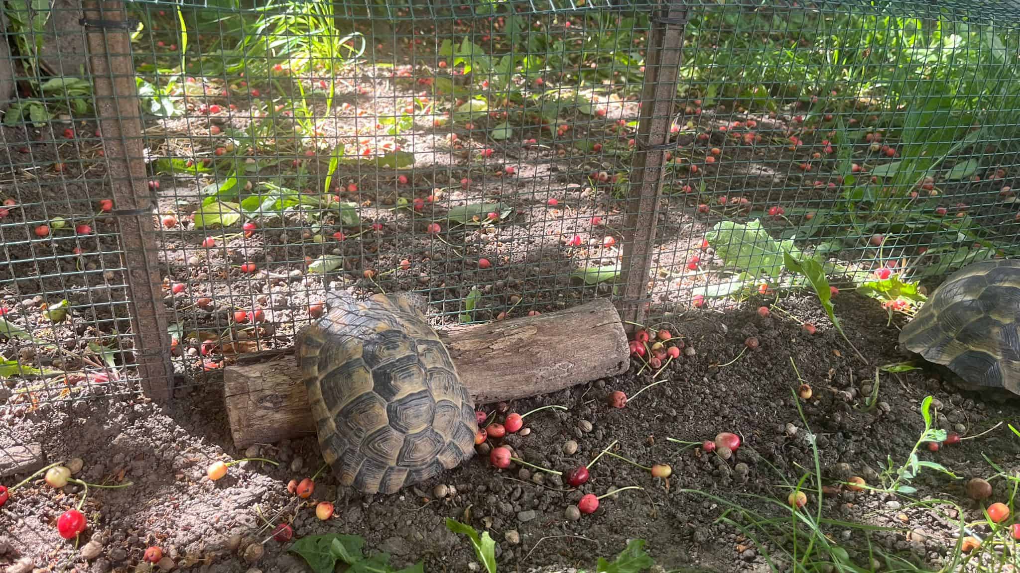 George și Carina, medicii din Sibiu care salvează broaște țestoase abandonate (foto video)