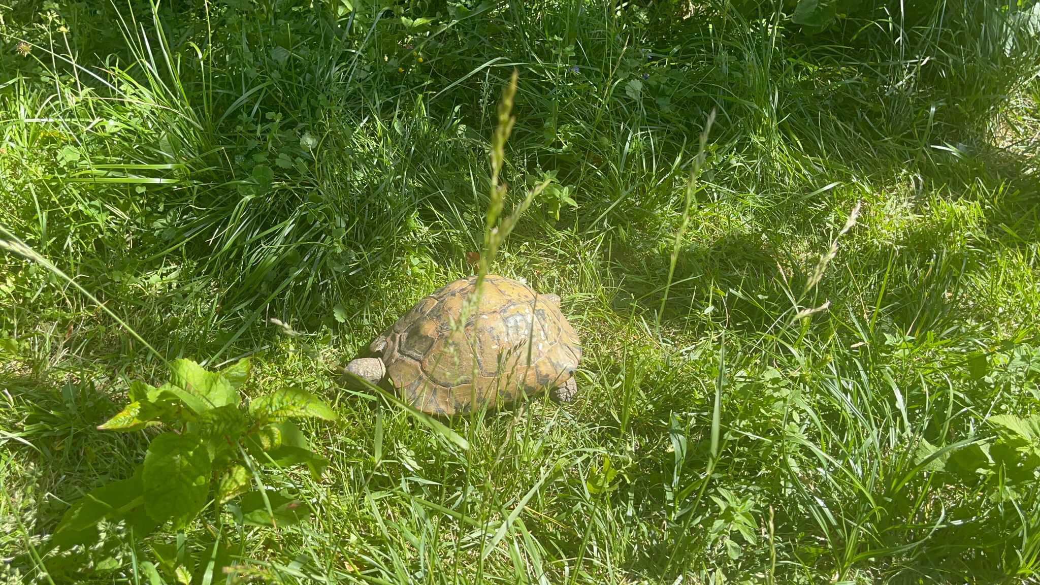 George și Carina, medicii din Sibiu care salvează broaște țestoase abandonate (foto video)