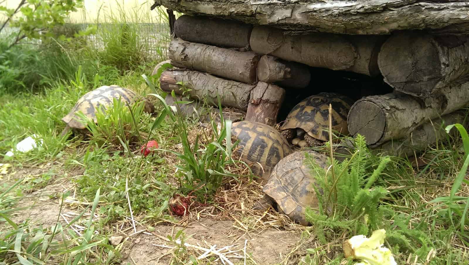 George și Carina, medicii din Sibiu care salvează broaște țestoase abandonate (foto video)