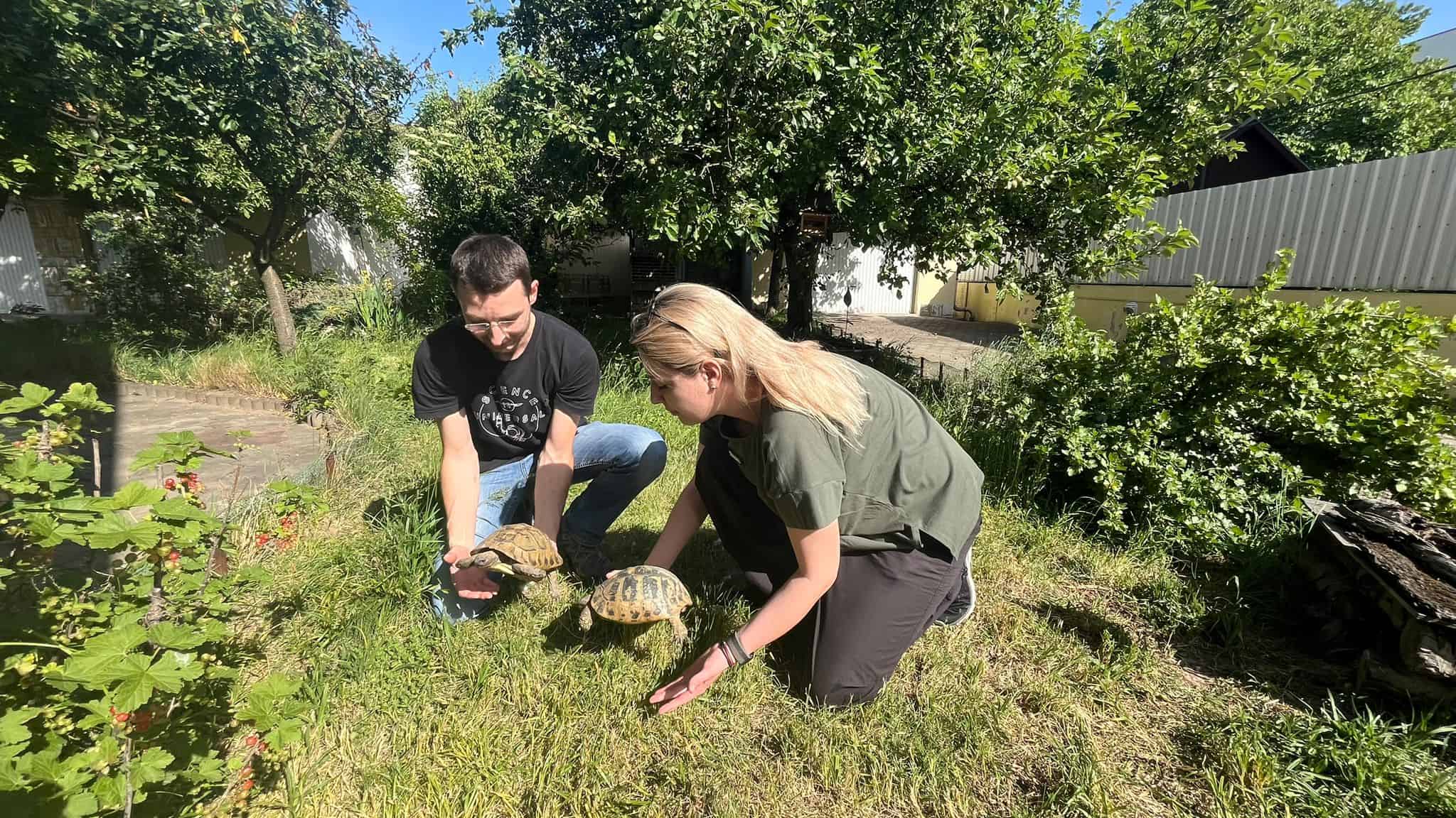 George și Carina, medicii din Sibiu care salvează broaște țestoase abandonate (foto video)