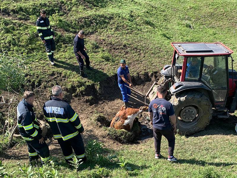 taur de 400 kilograme, mort după ce a căzut într-o fântână pe pășune în buzd