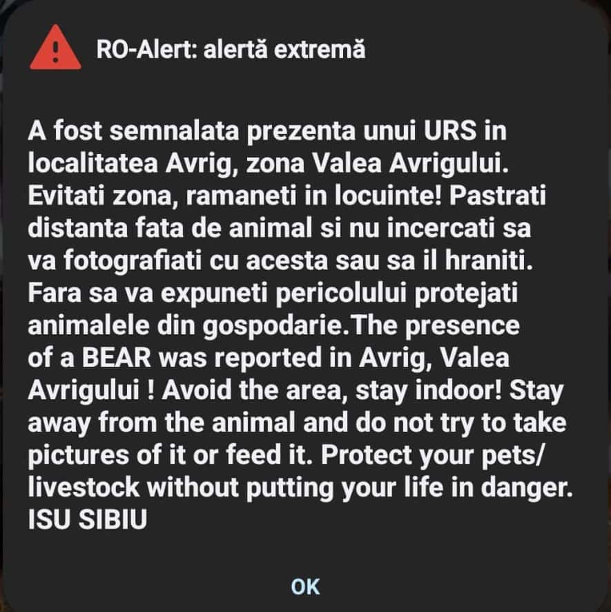 Alertă la Avrig după ce un urs a fost văzut vineri seara pe străzile din oraș