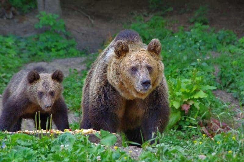 urs văzut duminică după amiază pe valea avrigului