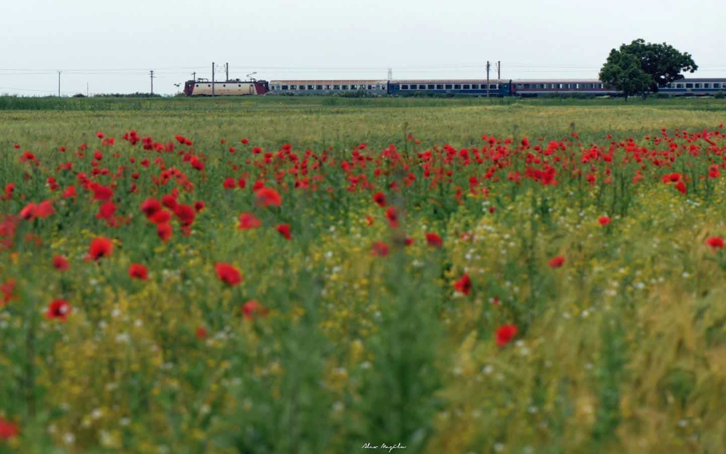 Cum ajungi din 15 iunie de la Sibiu la mare cu Trenurile Soarelui