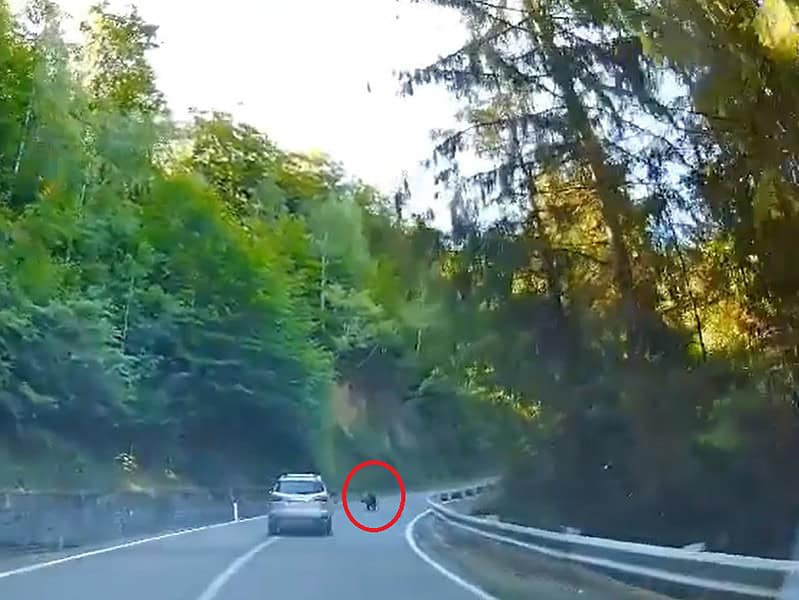 pui de urs surprins pe șosea pe transfăgărășan in weekend (video)