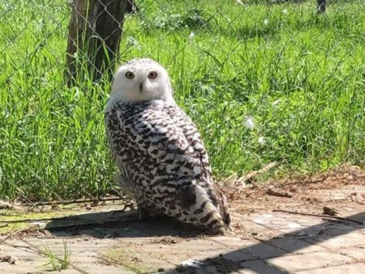 cel mai nou locuitor de la zoo sibiu atrage toate privirile vizitatorilor