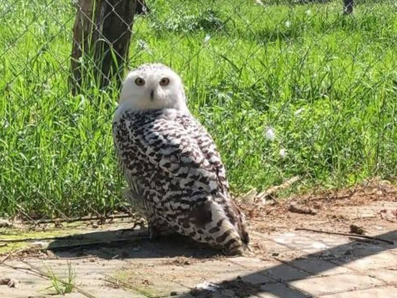 cel mai nou locuitor de la zoo sibiu atrage toate privirile vizitatorilor