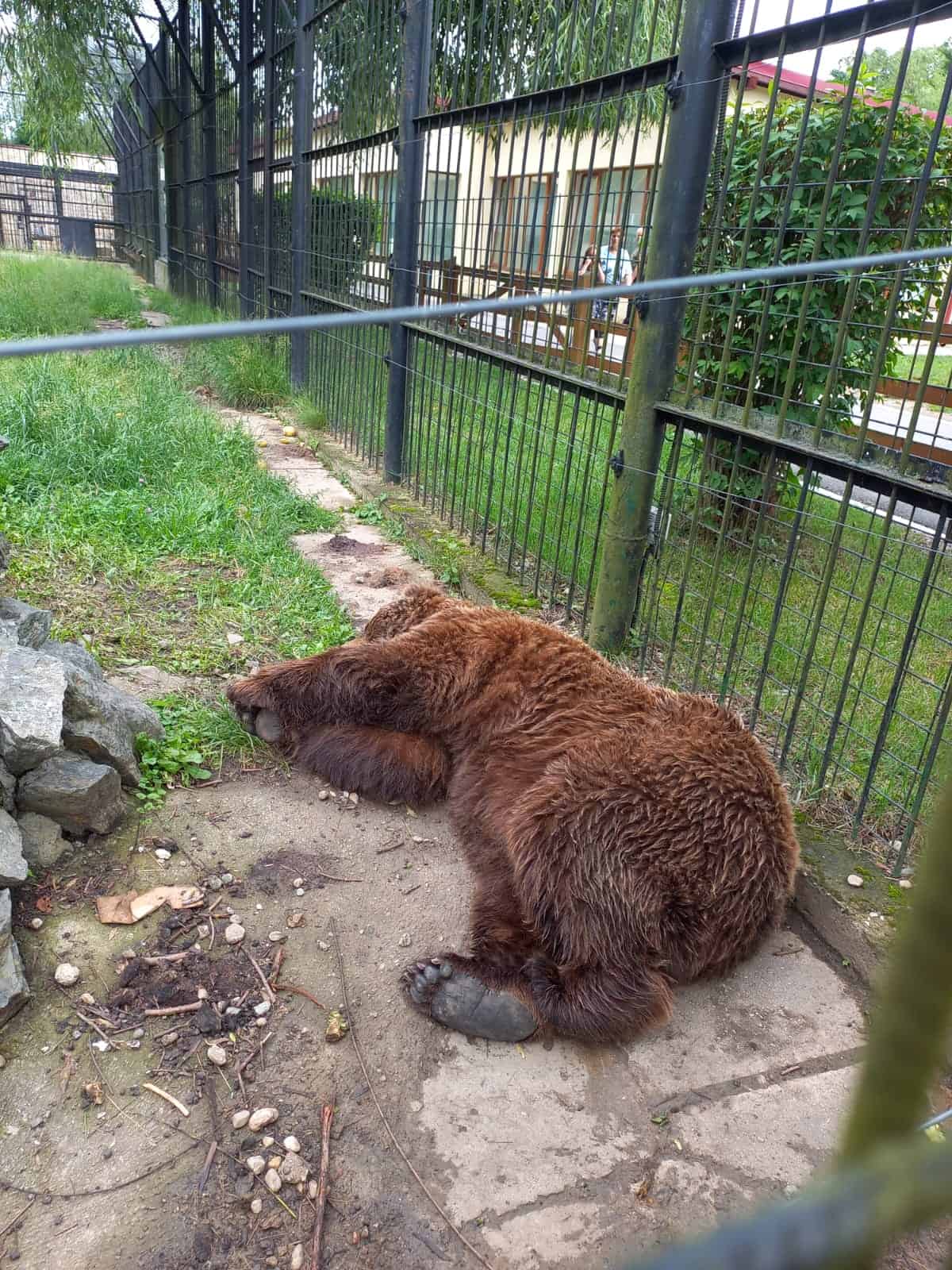 Veteranul de la Zoo Sibiu, un urs brun de 25 de ani, cu nume de politician