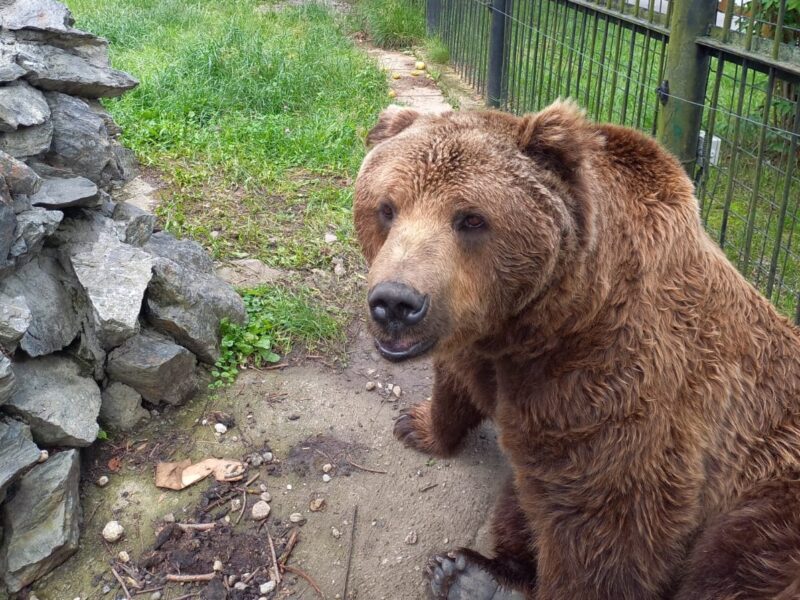 veteranul de la zoo sibiu, un urs brun de 25 de ani, cu nume de politician