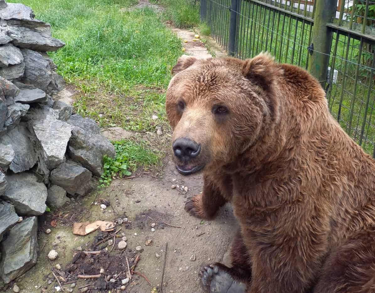 Veteranul de la Zoo Sibiu, un urs brun de 25 de ani, cu nume de politician