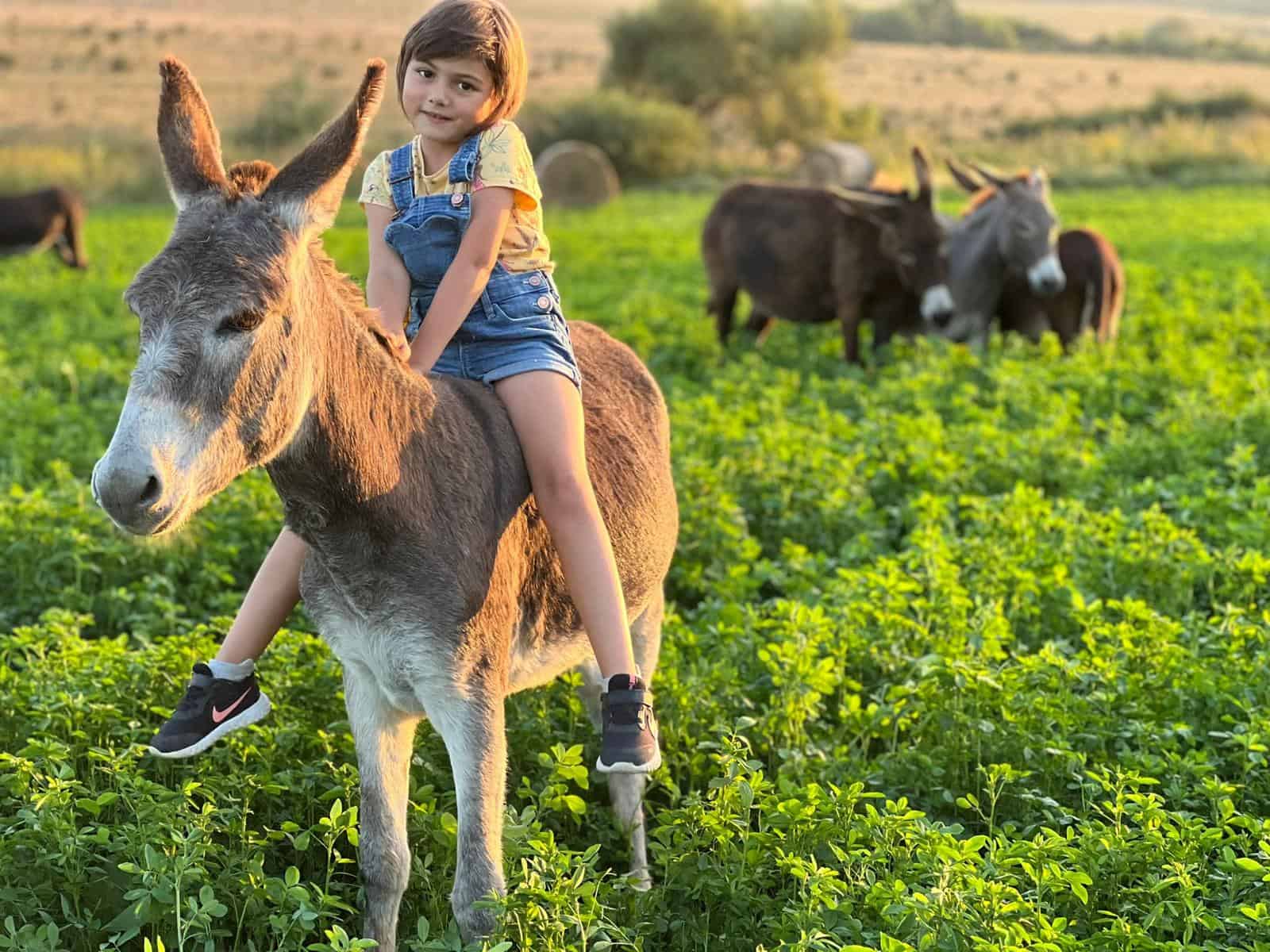 Un sibian și-a deschis la Nocrich o fermă de măgari (foto)