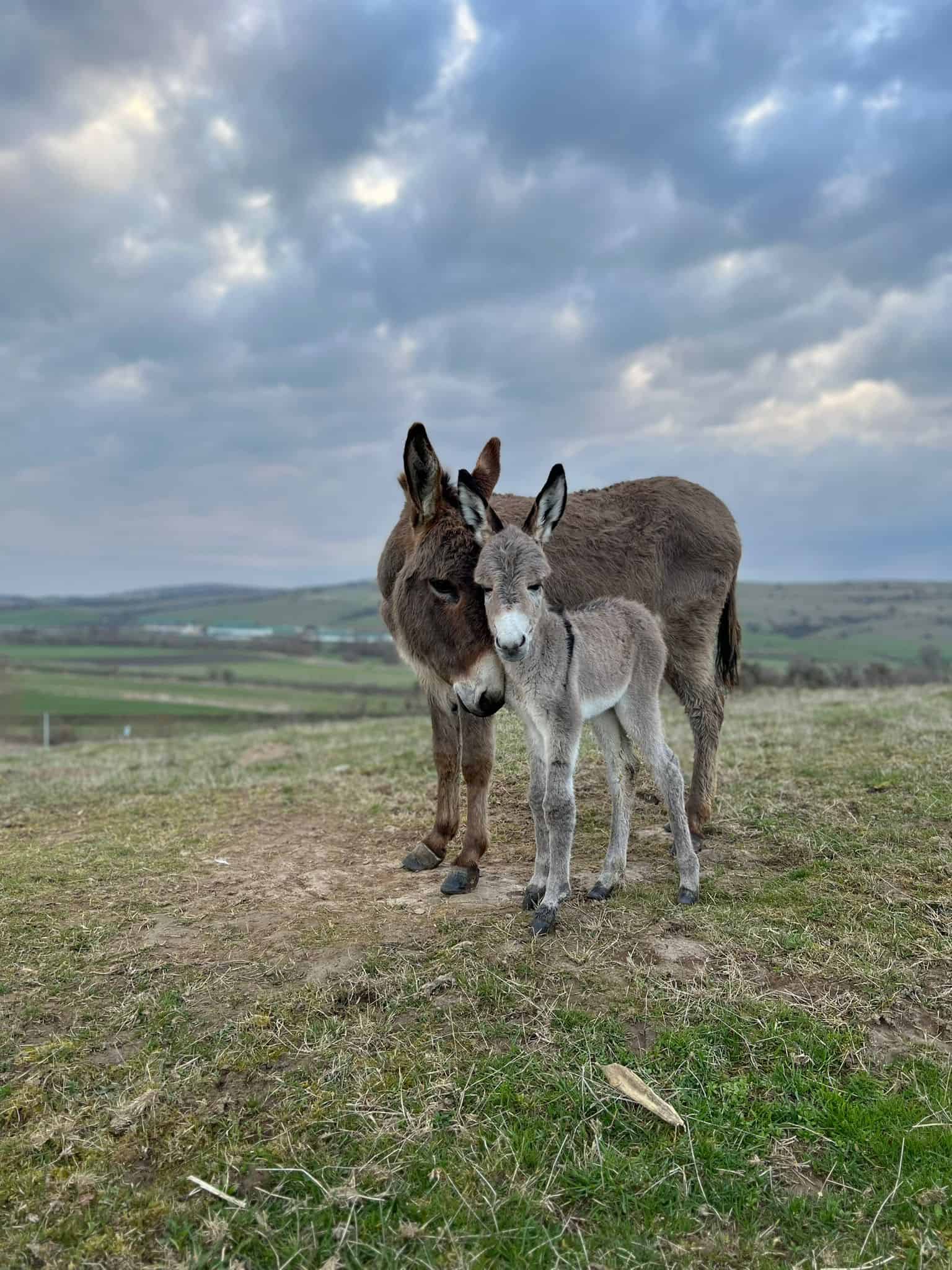 Un sibian și-a deschis la Nocrich o fermă de măgari (foto)