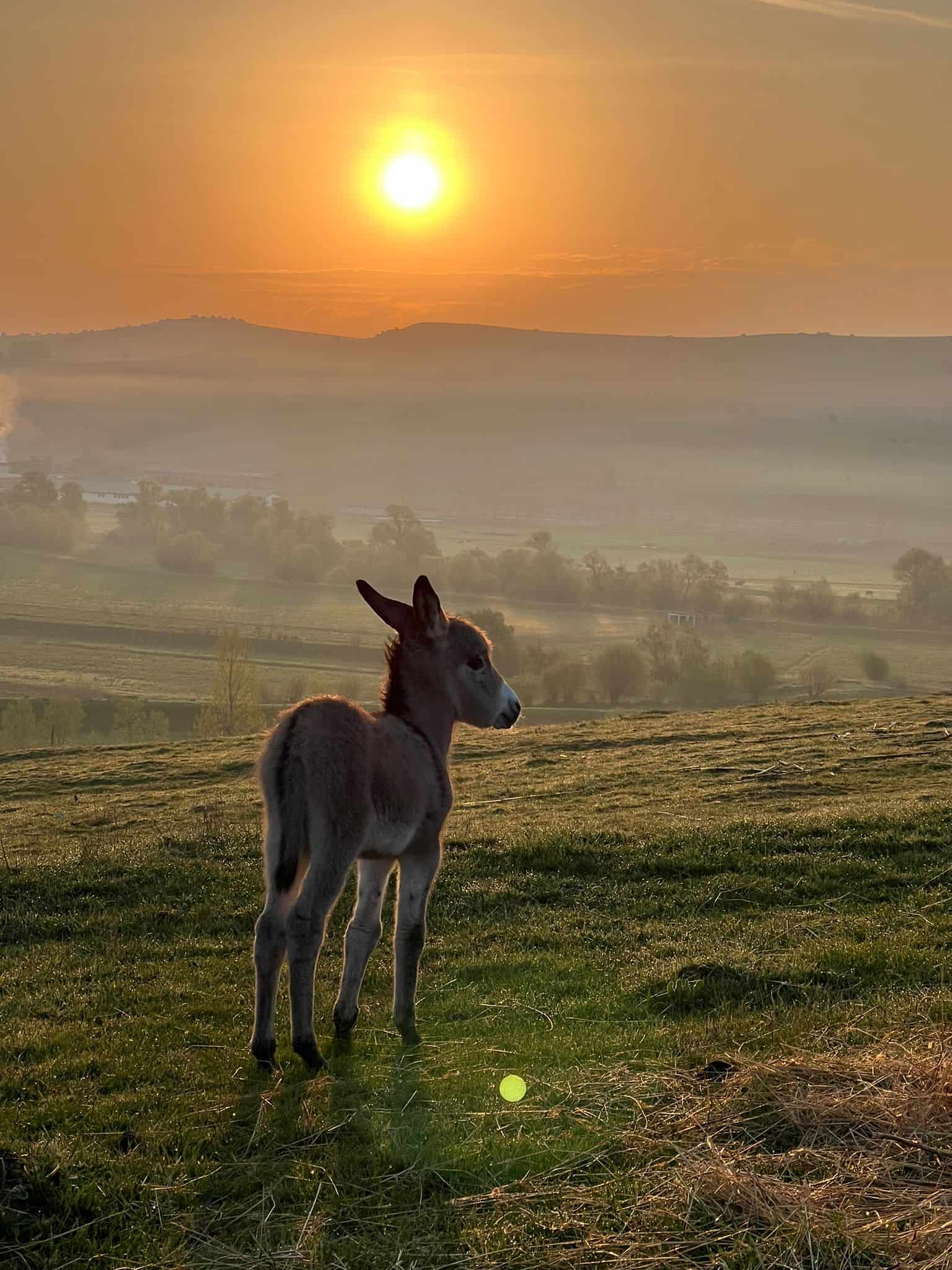 Un sibian și-a deschis la Nocrich o fermă de măgari (foto)