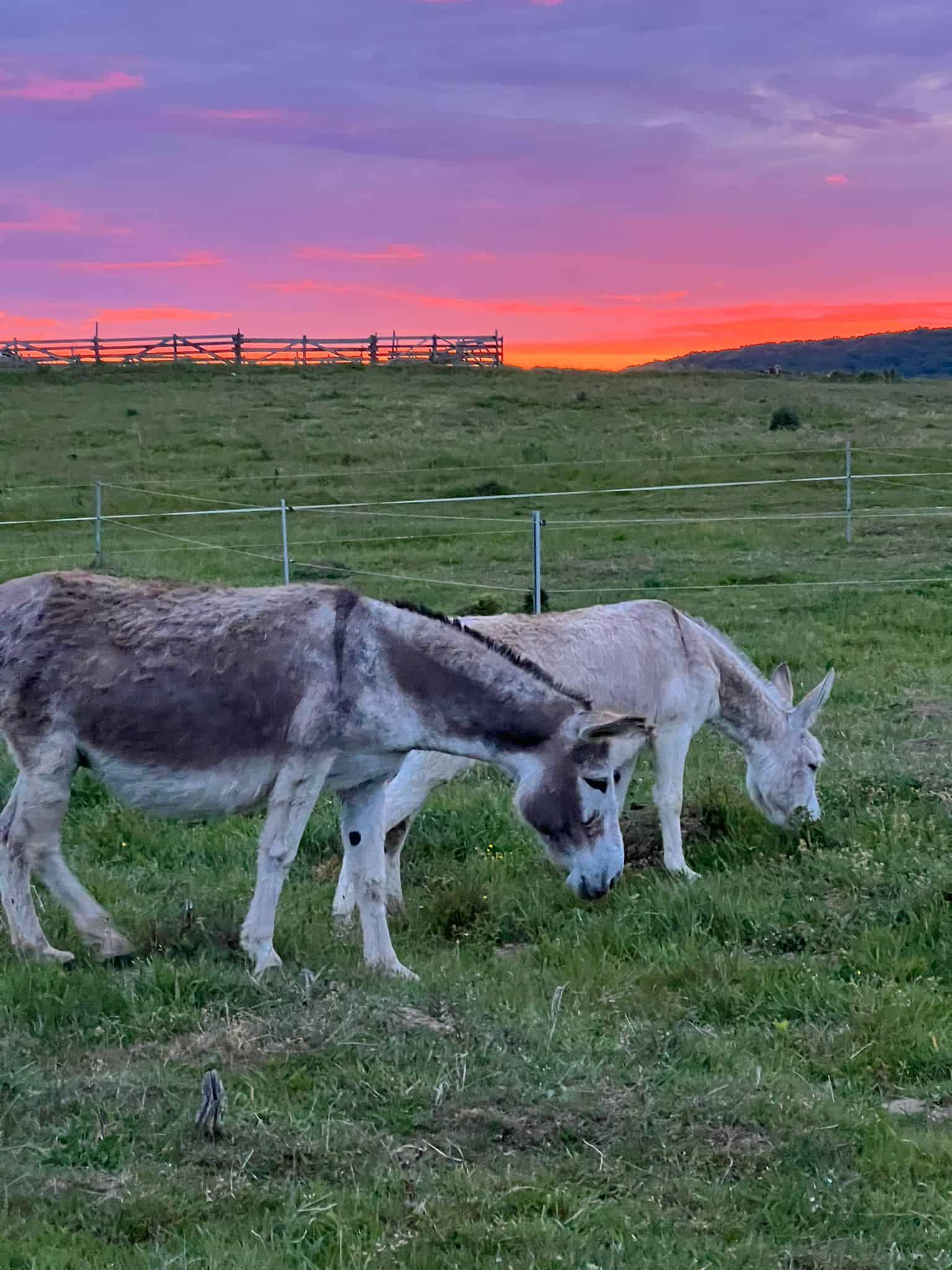 Un sibian și-a deschis la Nocrich o fermă de măgari (foto)