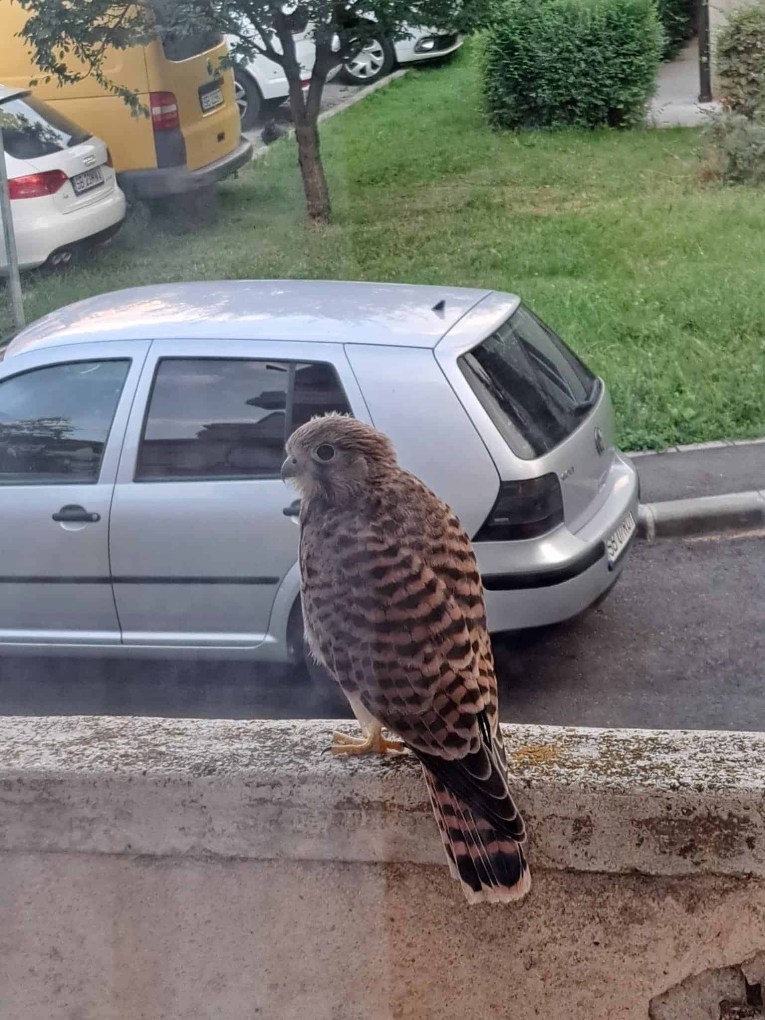 Pui de șoim rătăcit pe balconul unei sibience din Ștrand