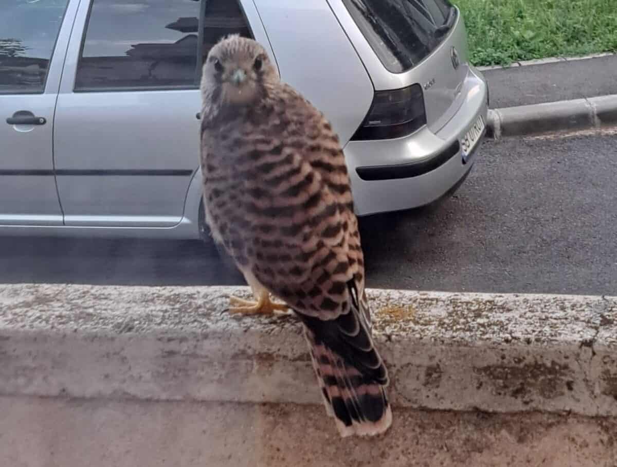 Pui de șoim rătăcit pe balconul unei sibience din Ștrand