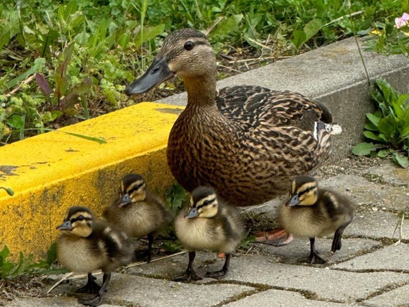 familie de rățuște sălbatice văzută într-o parcare din cartierul ștrand (foto)