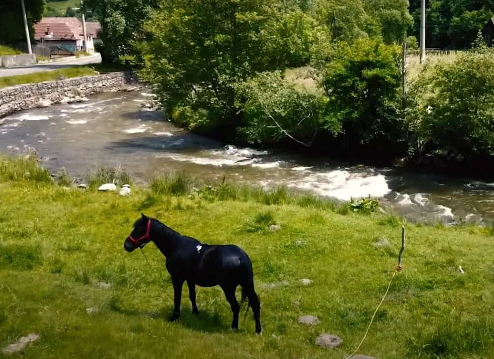 Explicația directorului Apă Canal Sibiu despre contaminarea cu fecale a apei captate din Râu Sadului