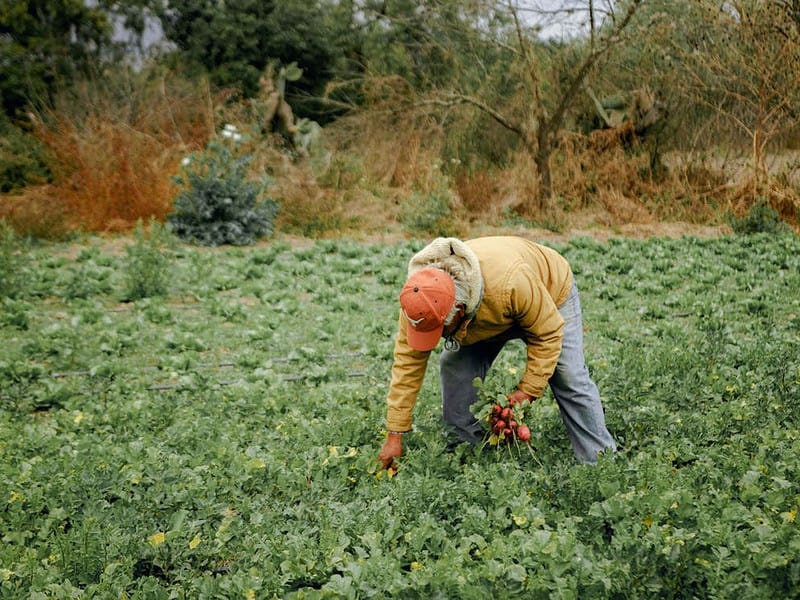 agricultorii din județul sibiu subvenționați să cultive cartofi dulci, usturoi și roșii