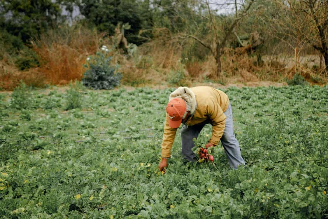 agricultorii din județul sibiu subvenționați să cultive cartofi dulci, usturoi și roșii