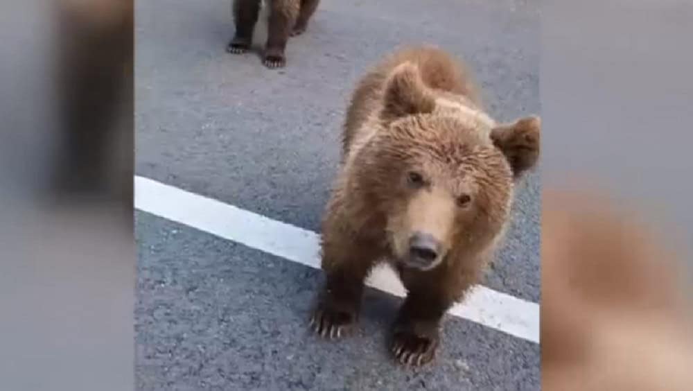 Șofer atacat de urs pe Transfăgărășan după ce l-a ademenit din mașină (video)