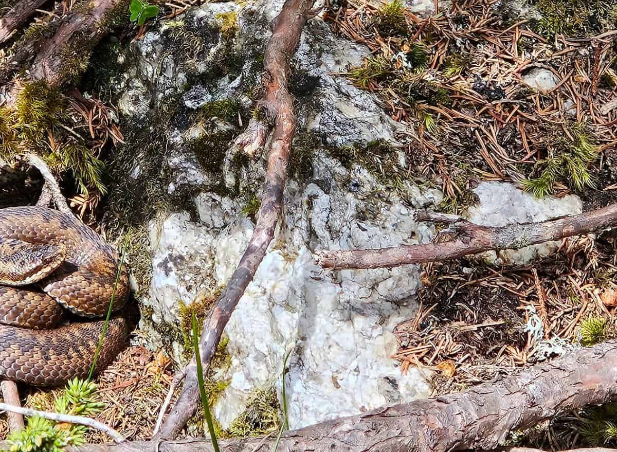 au apărut viperele în pădurile din zona păltinișului (video foto)